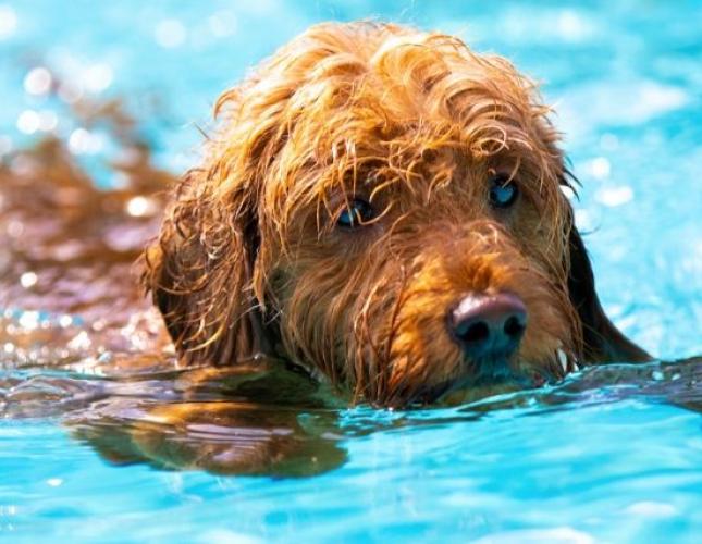 How to Avoid Losing Your Pet to Secondary Drowning